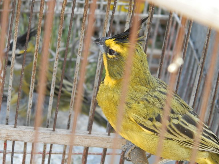 Ambiente rescató más de 50 aves del tráfico ilegal