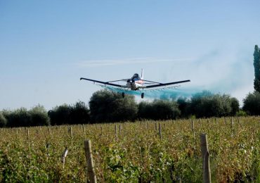 Fumigacion Aérea - Lobesia Botrana