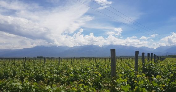Pronóstico Valle de Uco
