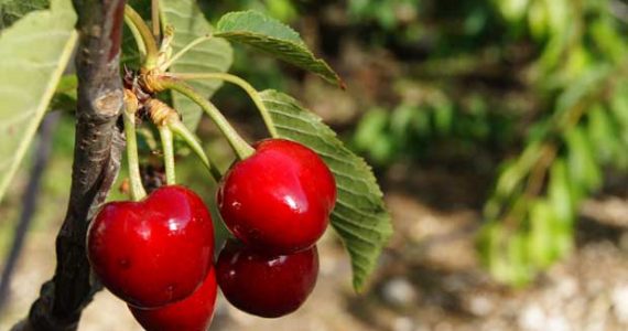 Incremento en la Producción de cerezas