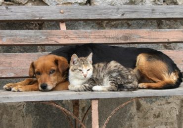 Vacunación Antirrábica