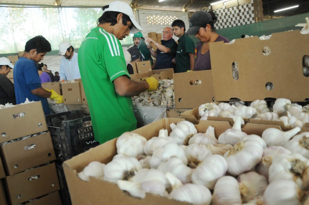 Maniobra china afecta exportaciones de ajo