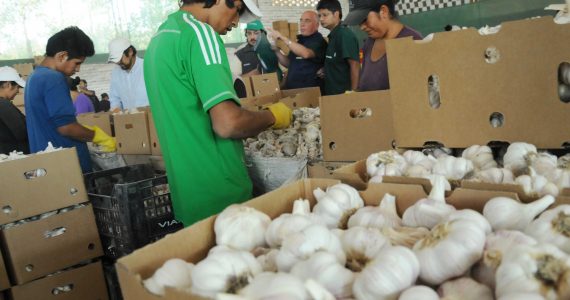 Maniobra china afecta exportaciones de ajo