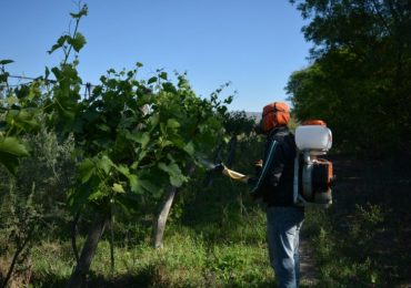 Inicia el segundo alerta para el control de polilla de la vid