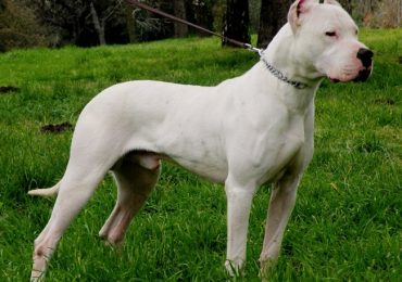 Una mujer murió desangrada tras ser atacada por su propio perro en Buenos Aires