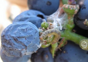 Una plaga que puede afectar a más del 80% de la producción