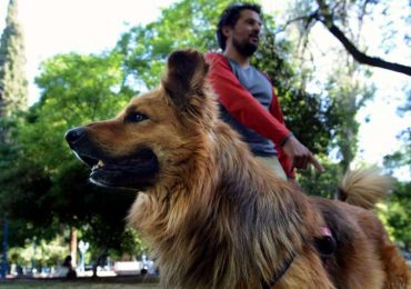 Oro subió dos veces el Aconcagua. El año que viene irá con su dueño a Alaska, a subir el cerro Denali.