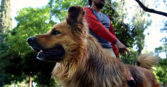 Oro subió dos veces el Aconcagua. El año que viene irá con su dueño a Alaska, a subir el cerro Denali.