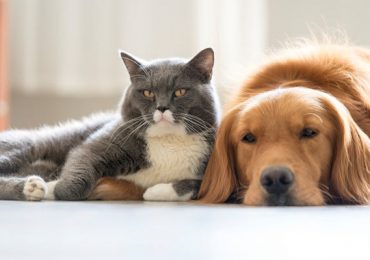 Cronograma castraciones Tupungato