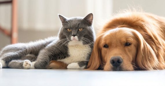 Cronograma castraciones Tupungato