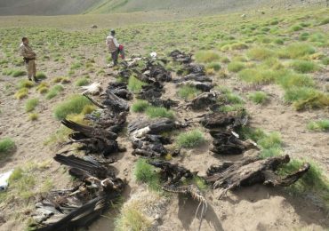 Se presume que agrotóxicos causaron la muerte de 34 cóndores en Malargüe