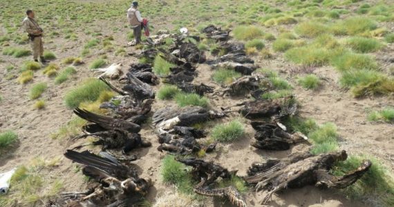 Se presume que agrotóxicos causaron la muerte de 34 cóndores en Malargüe
