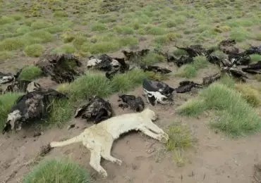 En 2017 en todo el país murieron 32 cóndores, lo que evidencia aún más el desastre de Malargüe.