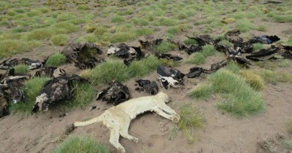 En 2017 en todo el país murieron 32 cóndores, lo que evidencia aún más el desastre de Malargüe.