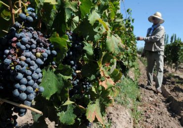Reconversión vitícola: están abiertas las inscripciones