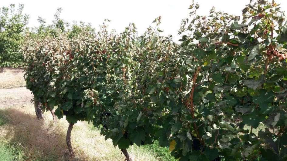 Heladas en el Valle de Uco