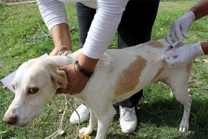 Vacunación Antirrábica en Tupungato