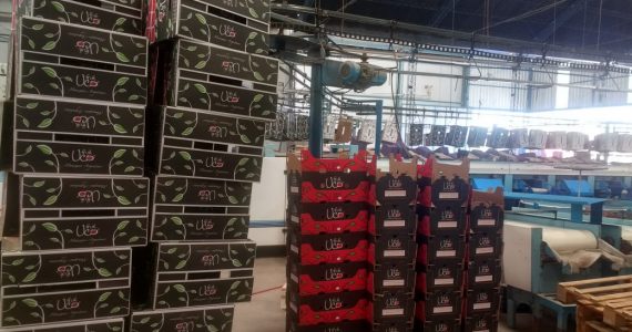 Se trata de Productos de Manantial de Vista Flores, quien vendió su primera carga a Europa