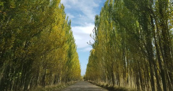 Pronóstico Valle de Uco