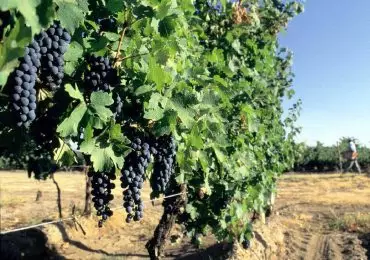 Reconversión Vitícola