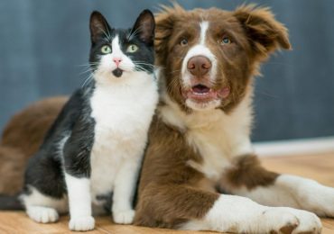 Castración de Animales en Tgto.