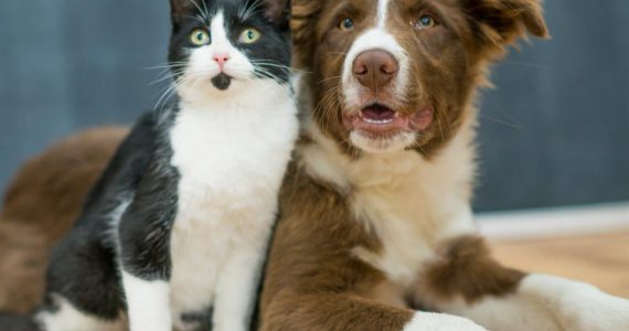 Castración de Animales en Tgto.