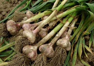 CHARLA SOBRE “PODREDUMBRE BLANCA EN AJO”.