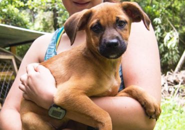 CASTRACIÓN Y ESTERILIZACIÓN DE MASCOTAS EN TUPUNGATO.
