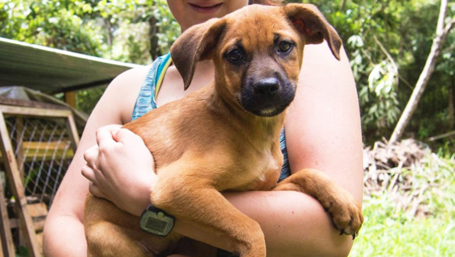 CASTRACIÓN Y ESTERILIZACIÓN DE MASCOTAS EN TUPUNGATO.