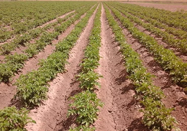 JORNADA DE “TECNIFICACIÓN EN LA PRODUCCIÓN AGRARIA DEL VALLE DE UCO”.