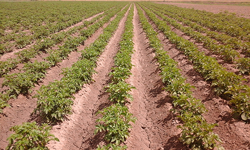 JORNADA DE “TECNIFICACIÓN EN LA PRODUCCIÓN AGRARIA DEL VALLE DE UCO”.