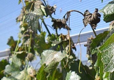 Se trata de la segunda campaña en la que la prestación estará a cargo de un grupo de aseguradoras contratadas por el Gobierno de Mendoza.