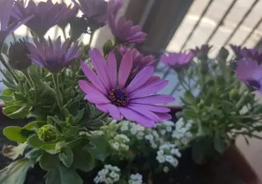 Pronostico Valle De Uco