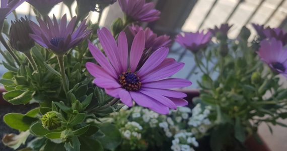 Pronostico Valle De Uco