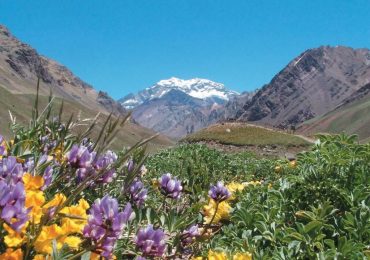 primavera en Mendoza