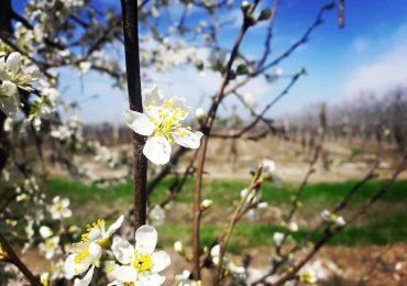 Pronóstico Valle De Uco