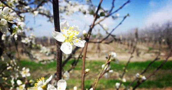 Pronóstico Valle De Uco