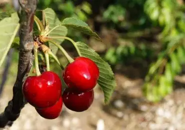 Cerezas. Esta es otra producción que podría mejorar su performance