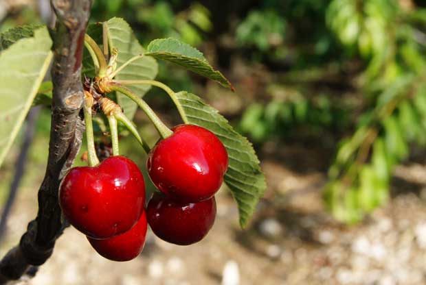 Cerezas. Esta es otra producción que podría mejorar su performance