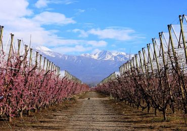 Heladas parciales afectaron los cuatro oasis