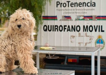 Prog. Esterelización y Castración Mascotas Tgto2