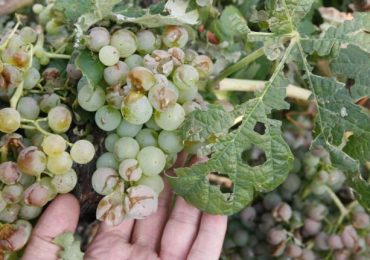 Fondo Compensador Agrícola