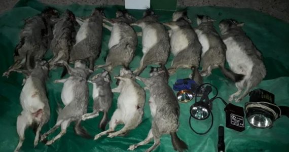 Viajaban con trece animales muertos y fueron detenidos en San Carlos