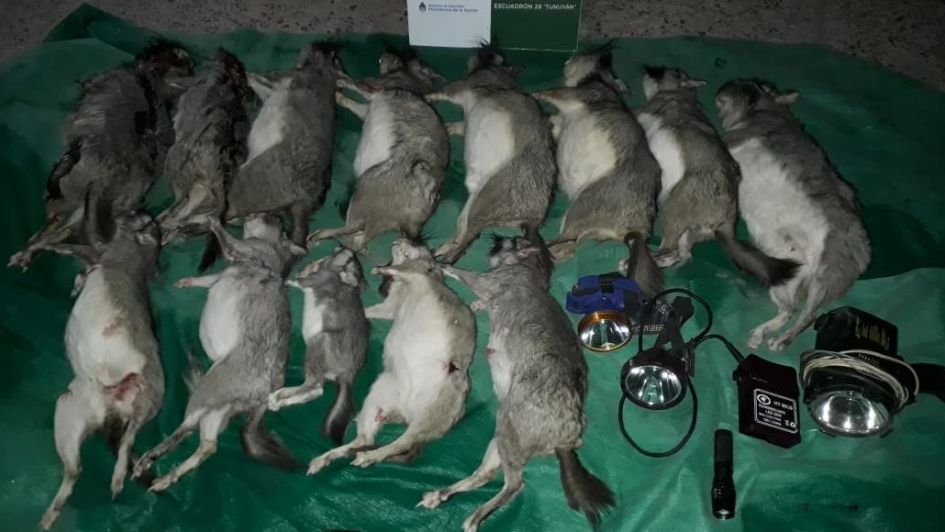 Viajaban con trece animales muertos y fueron detenidos en San Carlos