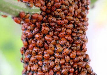 Estos insectos ayudan a controlar plagas de las plantas. La capacitación será el próximo 7 de junio en Tunuyán.