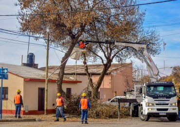 Poda Arbolado Público Tgto 2019