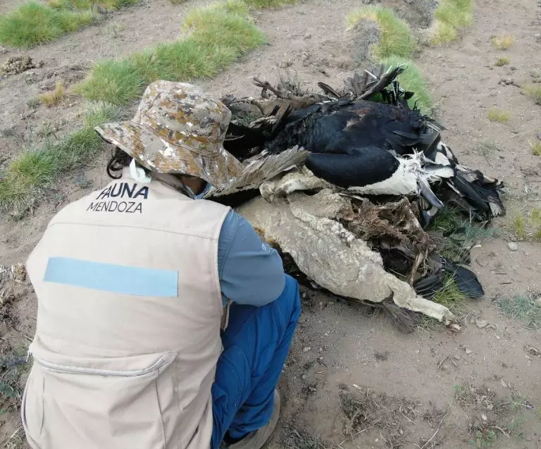 Se presume que agrotóxicos causaron la muerte de 34 cóndores en Malargüe