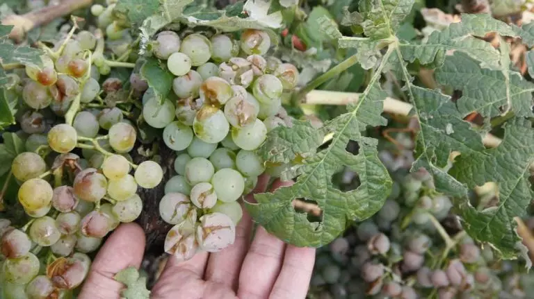 Granizo: Cerca de 150 productores ya realizaron sus denuncias de manera online