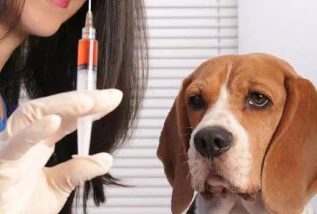 En Tupungato se reactiva la vacuna cien antirrábica