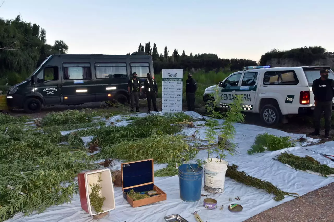Secuestraron 40 plantas de marihuana y armas en Tupungato